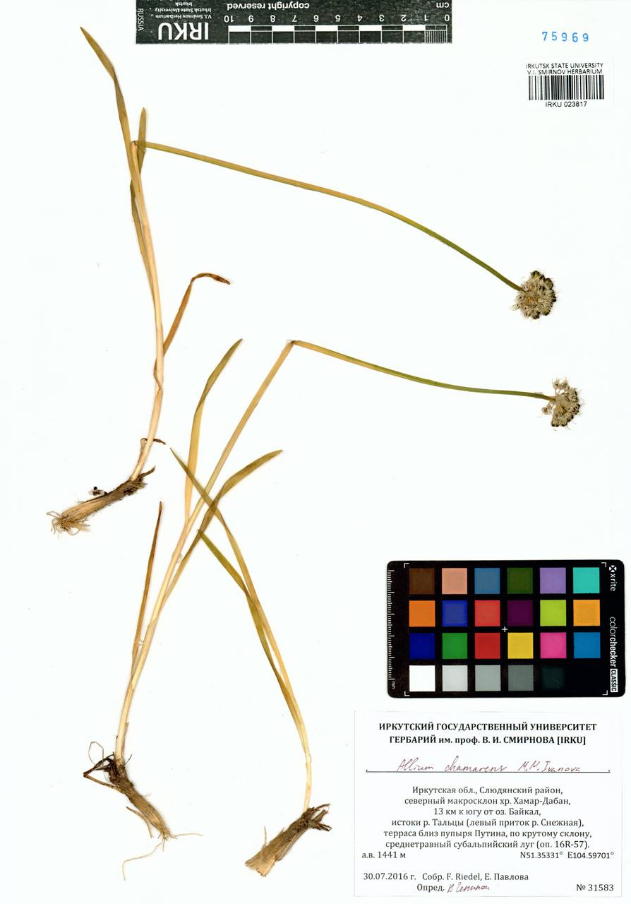 Allium chamarense M.M.Ivanova, Siberia, Baikal & Transbaikal region (S4) (Russia)