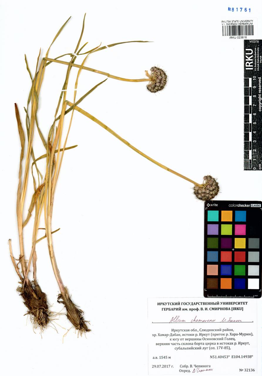 Allium chamarense M.M.Ivanova, Siberia, Baikal & Transbaikal region (S4) (Russia)