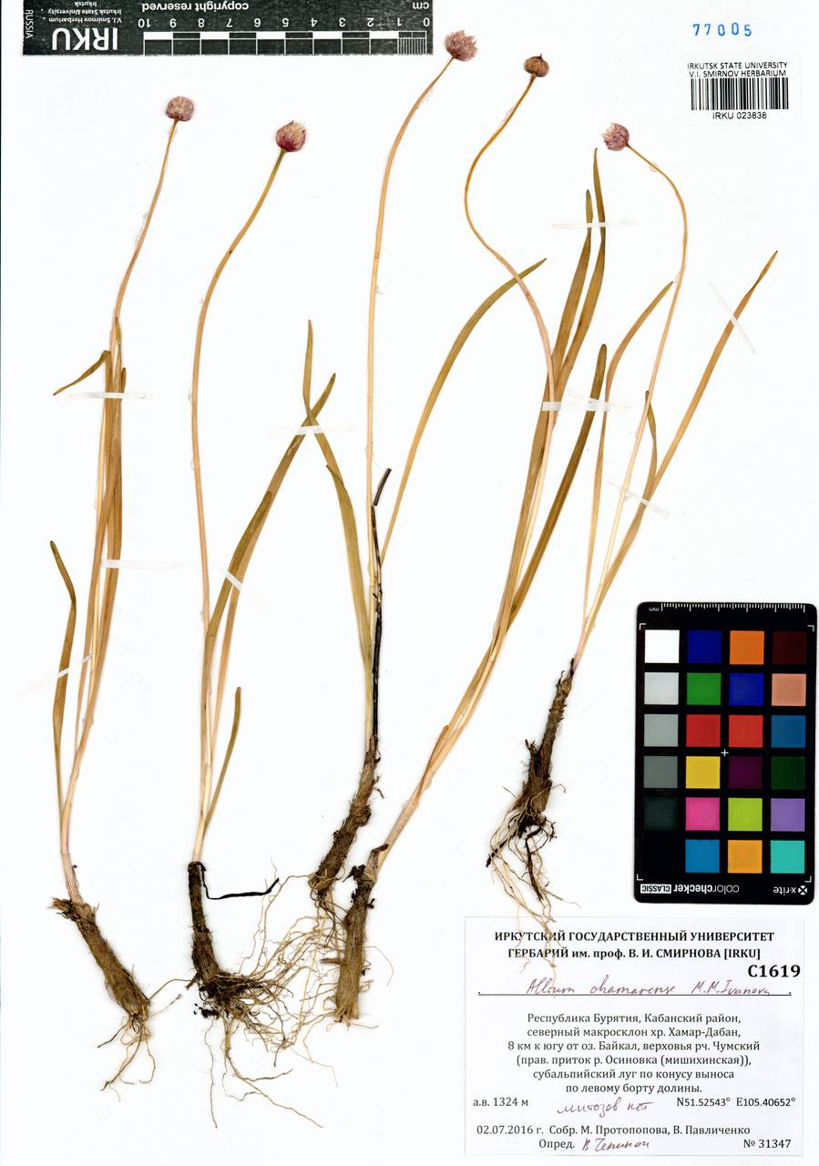 Allium chamarense M.M.Ivanova, Siberia, Baikal & Transbaikal region (S4) (Russia)