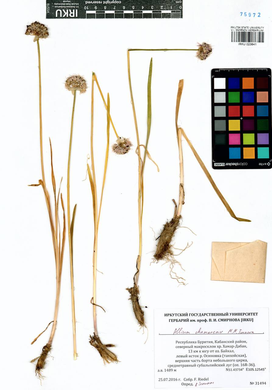 Allium chamarense M.M.Ivanova, Siberia, Baikal & Transbaikal region (S4) (Russia)