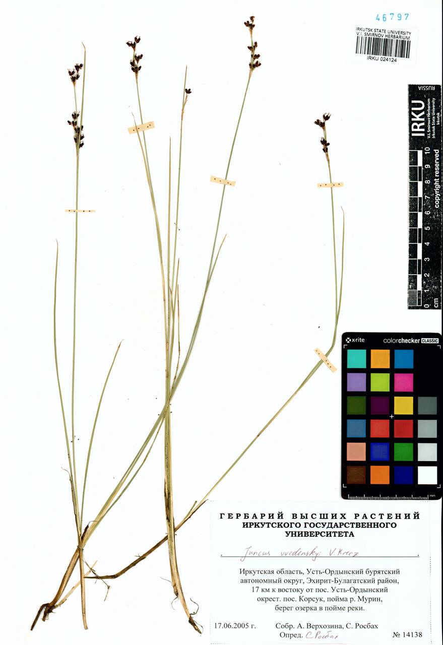 Juncus persicus subsp. libanoticus (Thiébaut) Novikov & Snogerup, Siberia, Baikal & Transbaikal region (S4) (Russia)