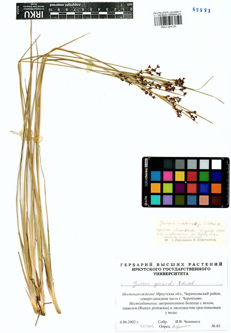 Juncus persicus subsp. libanoticus (Thiébaut) Novikov & Snogerup, Siberia, Baikal & Transbaikal region (S4) (Russia)