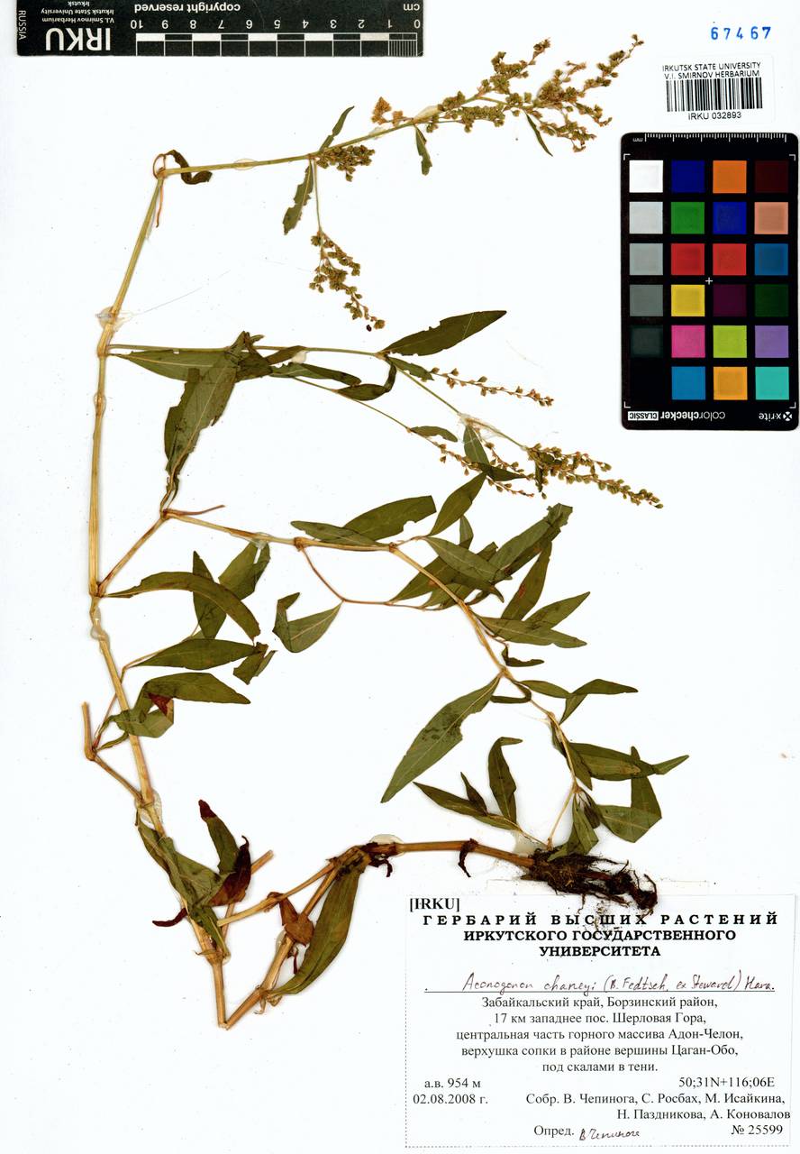 Koenigia chaneyi (B. Fedtsch.), Siberia, Baikal & Transbaikal region (S4) (Russia)