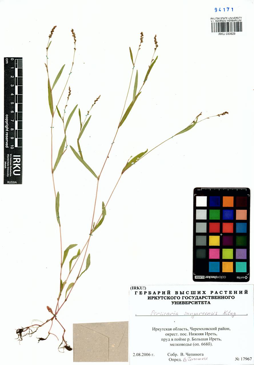 Persicaria longiseta var. rotundata (A. J. Li) B. Li, Siberia, Baikal & Transbaikal region (S4) (Russia)