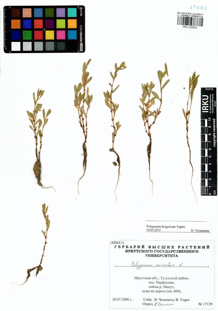 Polygonum borgoicum Tupitz., Siberia, Baikal & Transbaikal region (S4) (Russia)