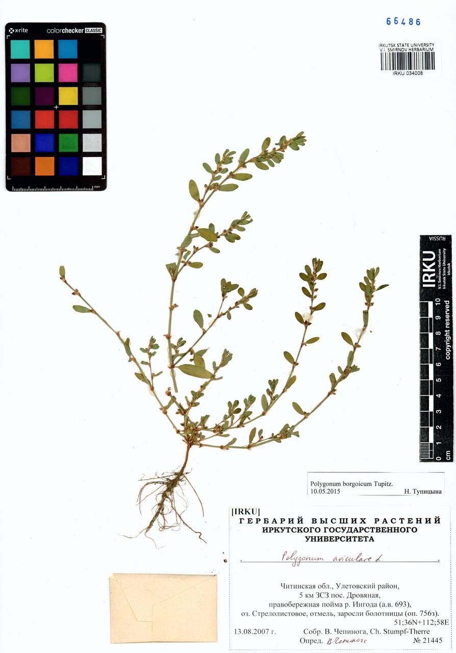 Polygonum borgoicum Tupitz., Siberia, Baikal & Transbaikal region (S4) (Russia)