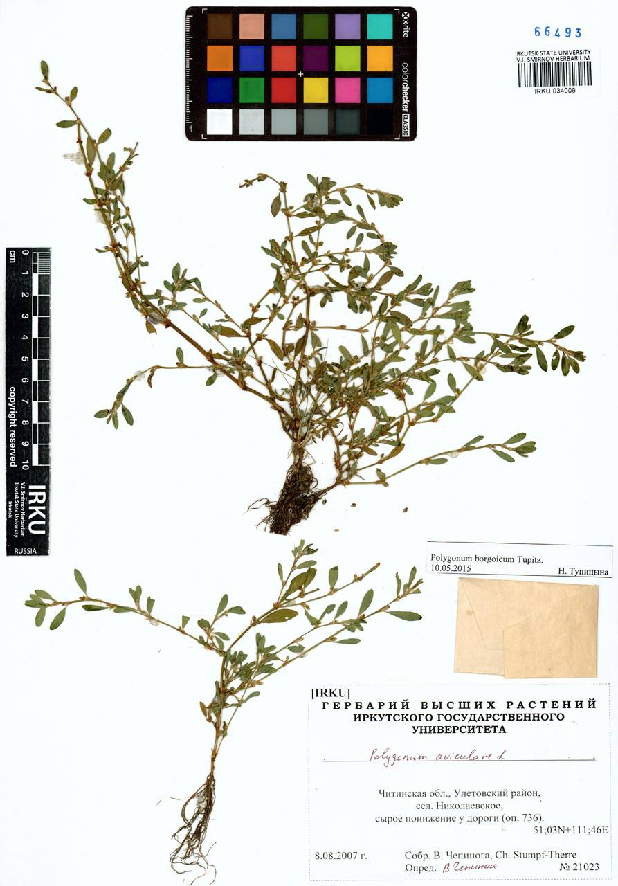 Polygonum borgoicum Tupitz., Siberia, Baikal & Transbaikal region (S4) (Russia)
