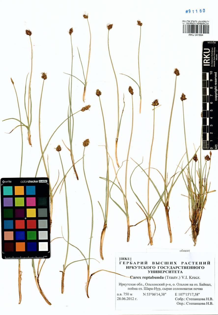 Carex reptabunda (Trautv.) V.I.Krecz., Siberia, Baikal & Transbaikal region (S4) (Russia)