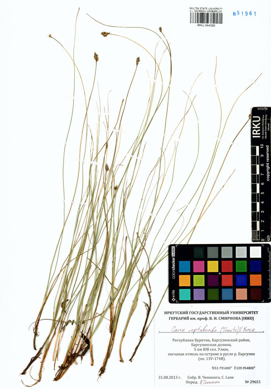 Carex reptabunda (Trautv.) V.I.Krecz., Siberia, Baikal & Transbaikal region (S4) (Russia)