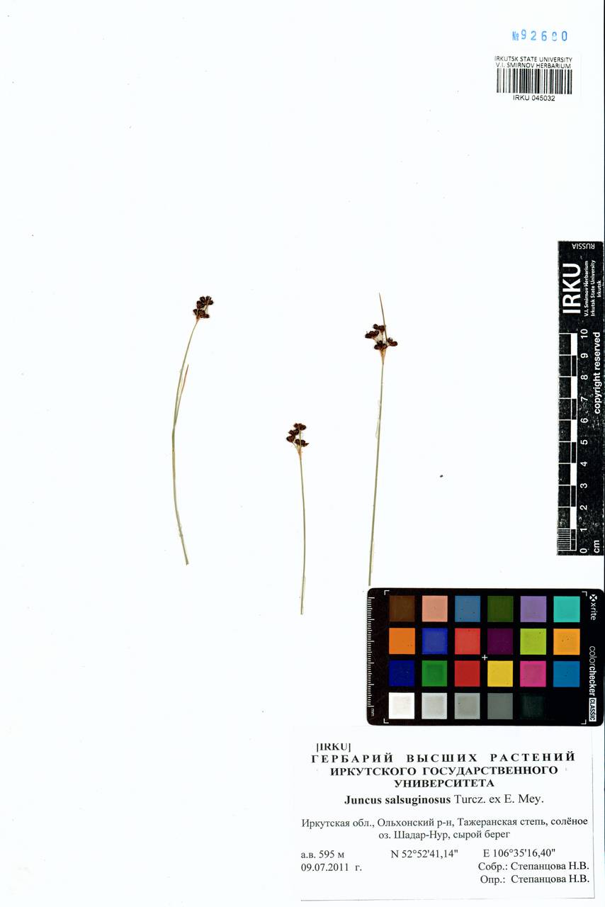 Juncus salsuginosus Turcz. ex E.Mey., Siberia, Baikal & Transbaikal region (S4) (Russia)
