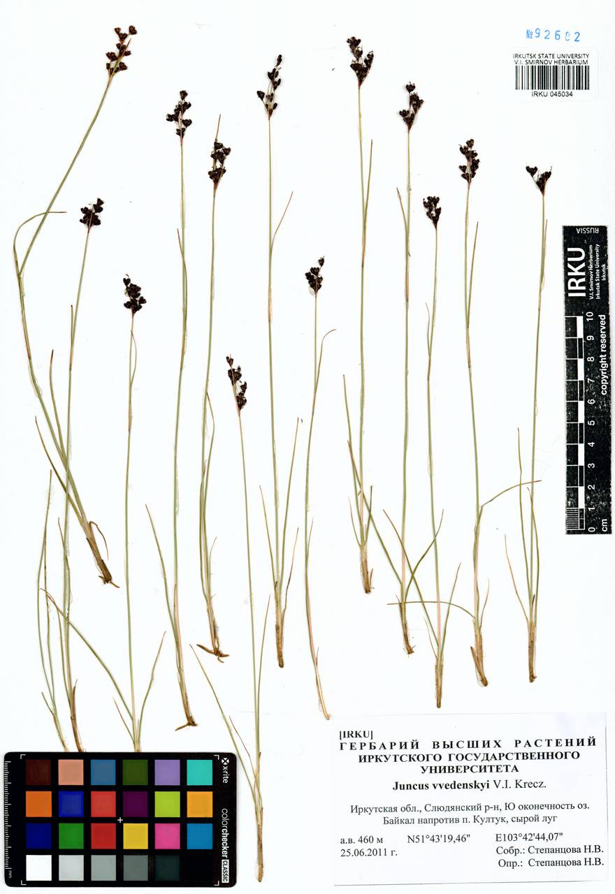 Juncus persicus subsp. libanoticus (Thiébaut) Novikov & Snogerup, Siberia, Baikal & Transbaikal region (S4) (Russia)