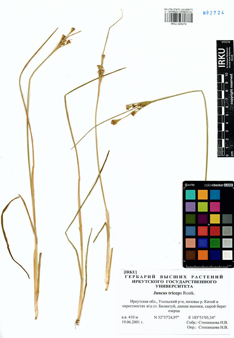 Juncus castaneus subsp. triceps (Rostk.) V. Novik., Siberia, Baikal & Transbaikal region (S4) (Russia)