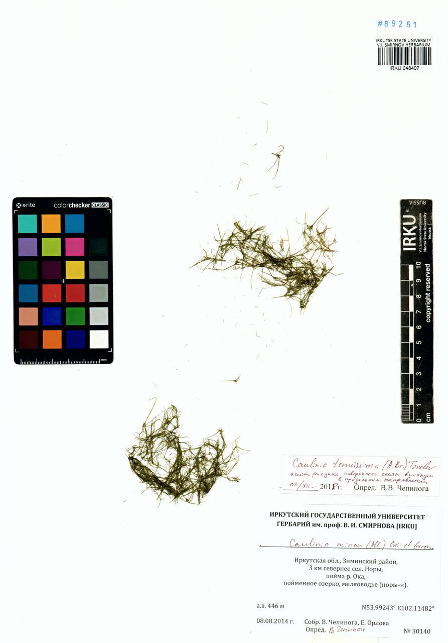 Najas tenuissima (A.Braun ex Magnus) Magnus, Siberia, Baikal & Transbaikal region (S4) (Russia)