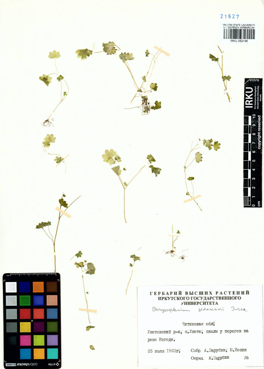 Chrysosplenium sedakowii Turcz., Siberia, Baikal & Transbaikal region (S4) (Russia)