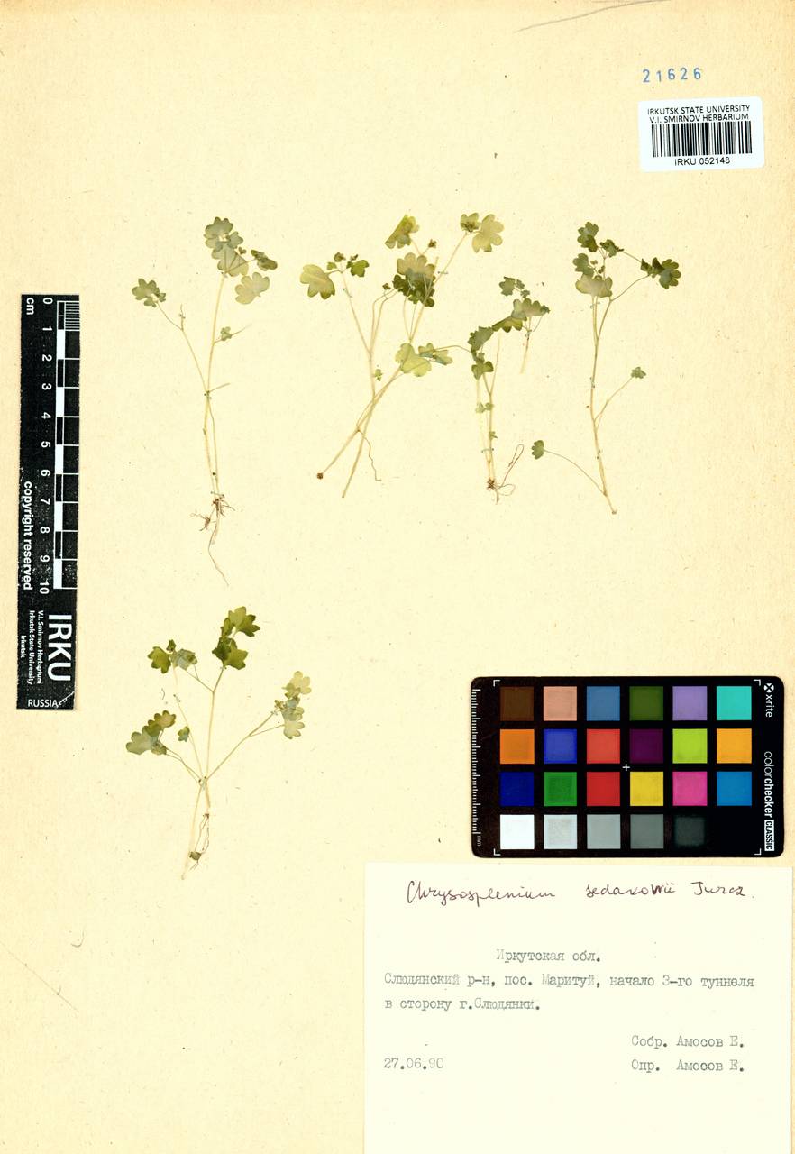 Chrysosplenium sedakowii Turcz., Siberia, Baikal & Transbaikal region (S4) (Russia)
