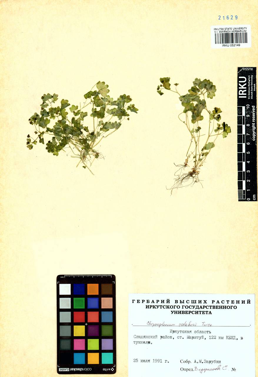 Chrysosplenium sedakowii Turcz., Siberia, Baikal & Transbaikal region (S4) (Russia)