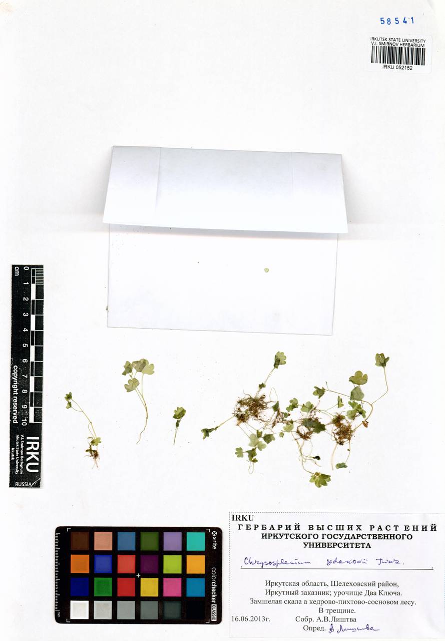 Chrysosplenium sedakowii Turcz., Siberia, Baikal & Transbaikal region (S4) (Russia)