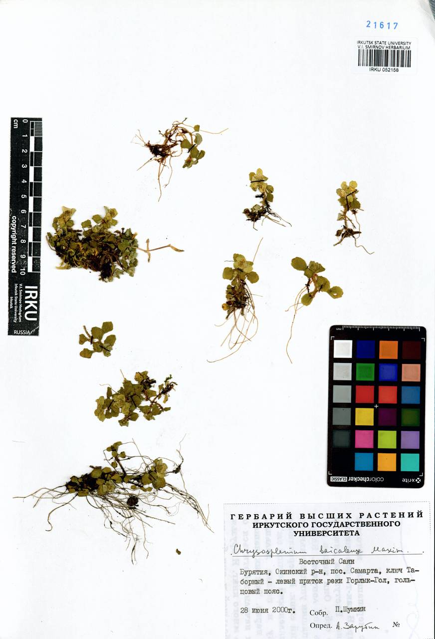 Chrysosplenium baicalense Maxim., Siberia, Baikal & Transbaikal region (S4) (Russia)