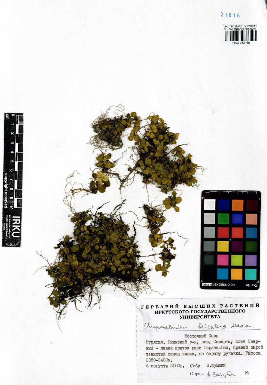 Chrysosplenium baicalense Maxim., Siberia, Baikal & Transbaikal region (S4) (Russia)