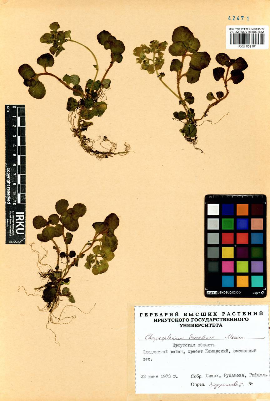 Chrysosplenium baicalense Maxim., Siberia, Baikal & Transbaikal region (S4) (Russia)