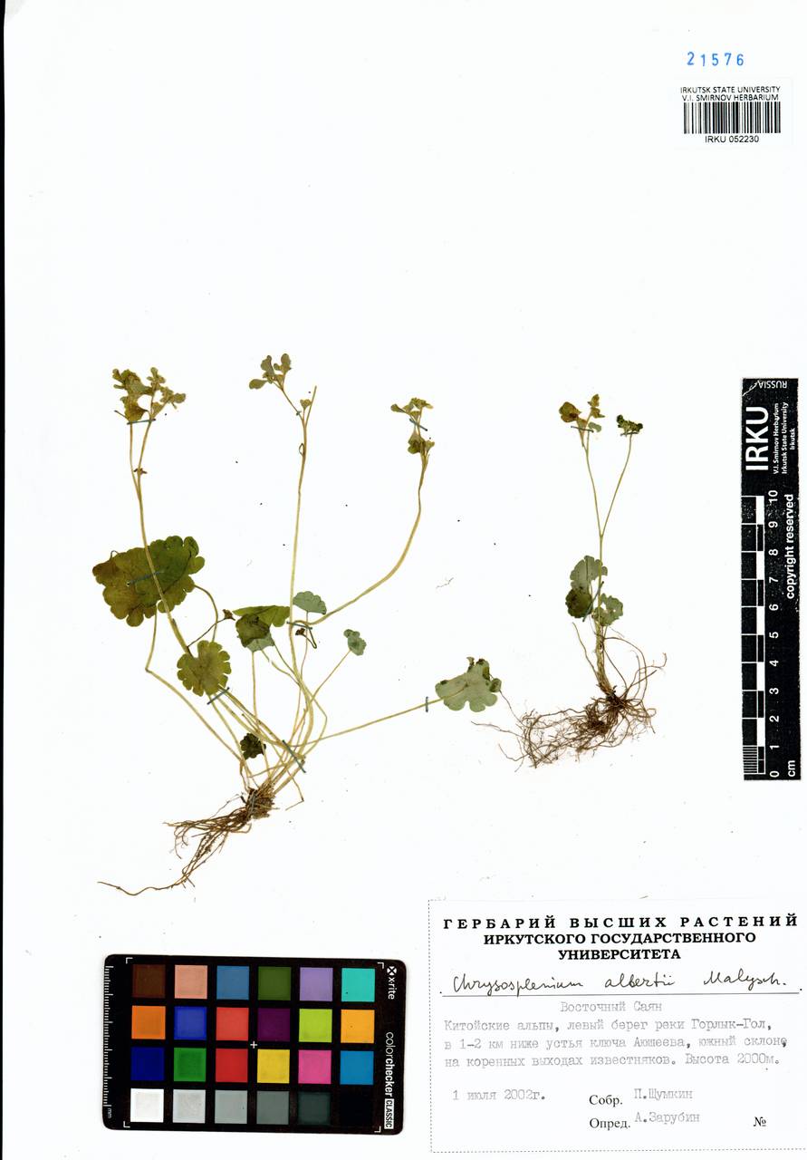 Chrysosplenium albertii Malyschev, Siberia, Baikal & Transbaikal region (S4) (Russia)
