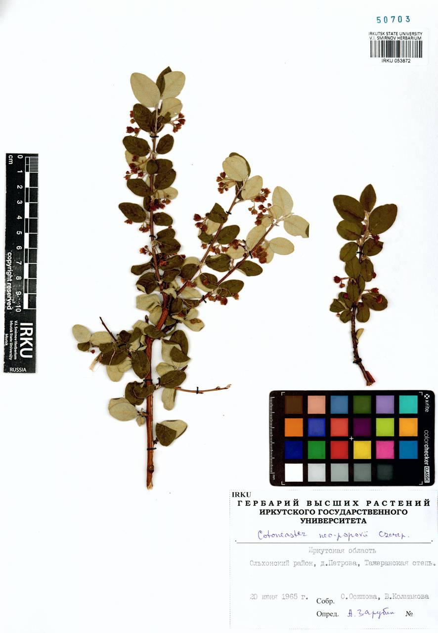 Cotoneaster neopopovii Czerep., Siberia, Baikal & Transbaikal region (S4) (Russia)