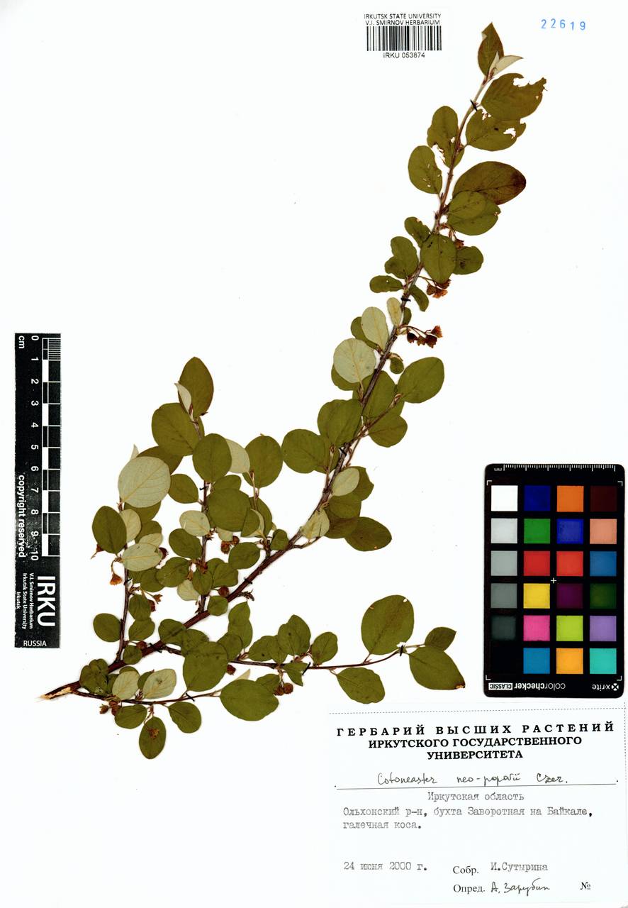 Cotoneaster neopopovii Czerep., Siberia, Baikal & Transbaikal region (S4) (Russia)