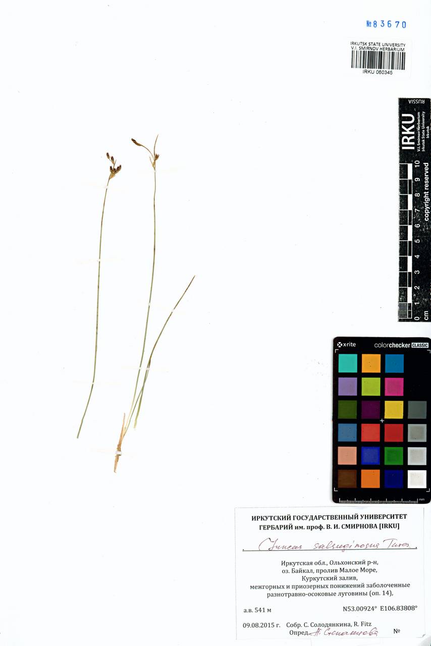 Juncus salsuginosus Turcz. ex E.Mey., Siberia, Baikal & Transbaikal region (S4) (Russia)