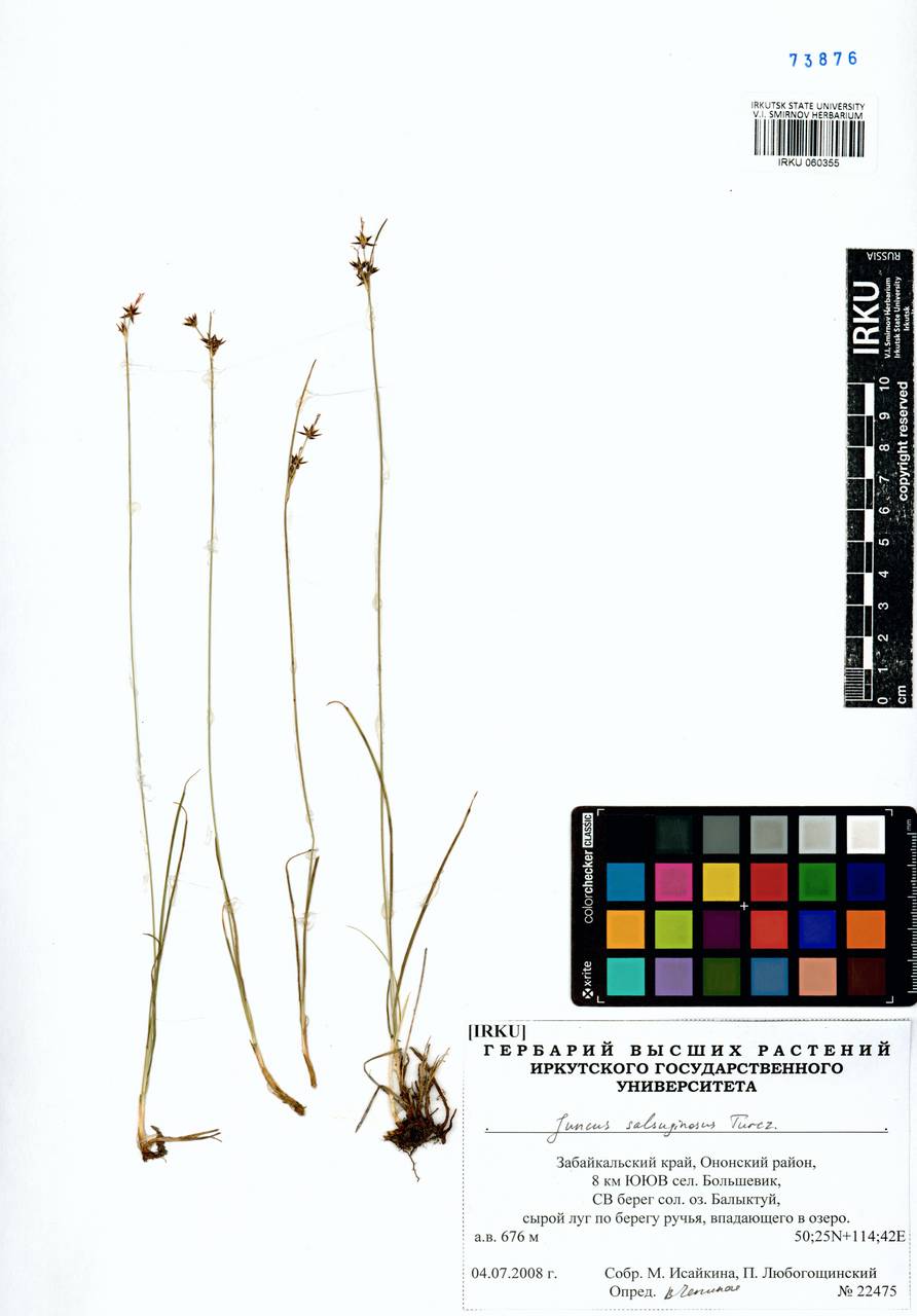 Juncus salsuginosus Turcz. ex E.Mey., Siberia, Baikal & Transbaikal region (S4) (Russia)