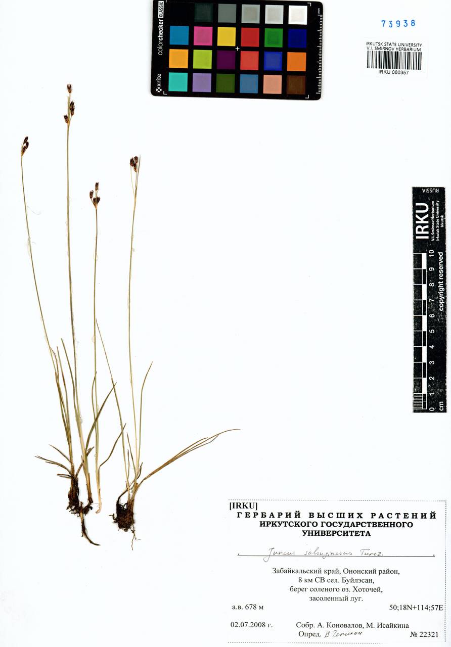 Juncus salsuginosus Turcz. ex E.Mey., Siberia, Baikal & Transbaikal region (S4) (Russia)