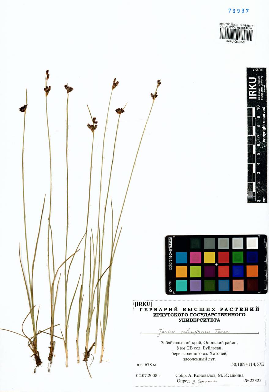 Juncus salsuginosus Turcz. ex E.Mey., Siberia, Baikal & Transbaikal region (S4) (Russia)