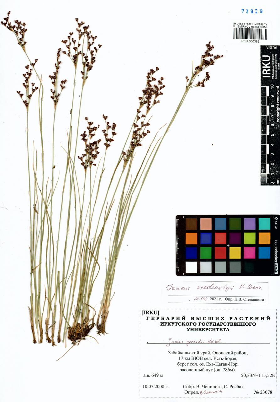 Juncus persicus subsp. libanoticus (Thiébaut) Novikov & Snogerup, Siberia, Baikal & Transbaikal region (S4) (Russia)