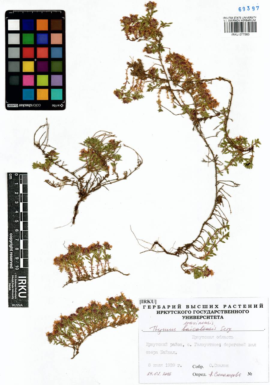 Thymus eravinensis Serg., Siberia, Baikal & Transbaikal region (S4) (Russia)