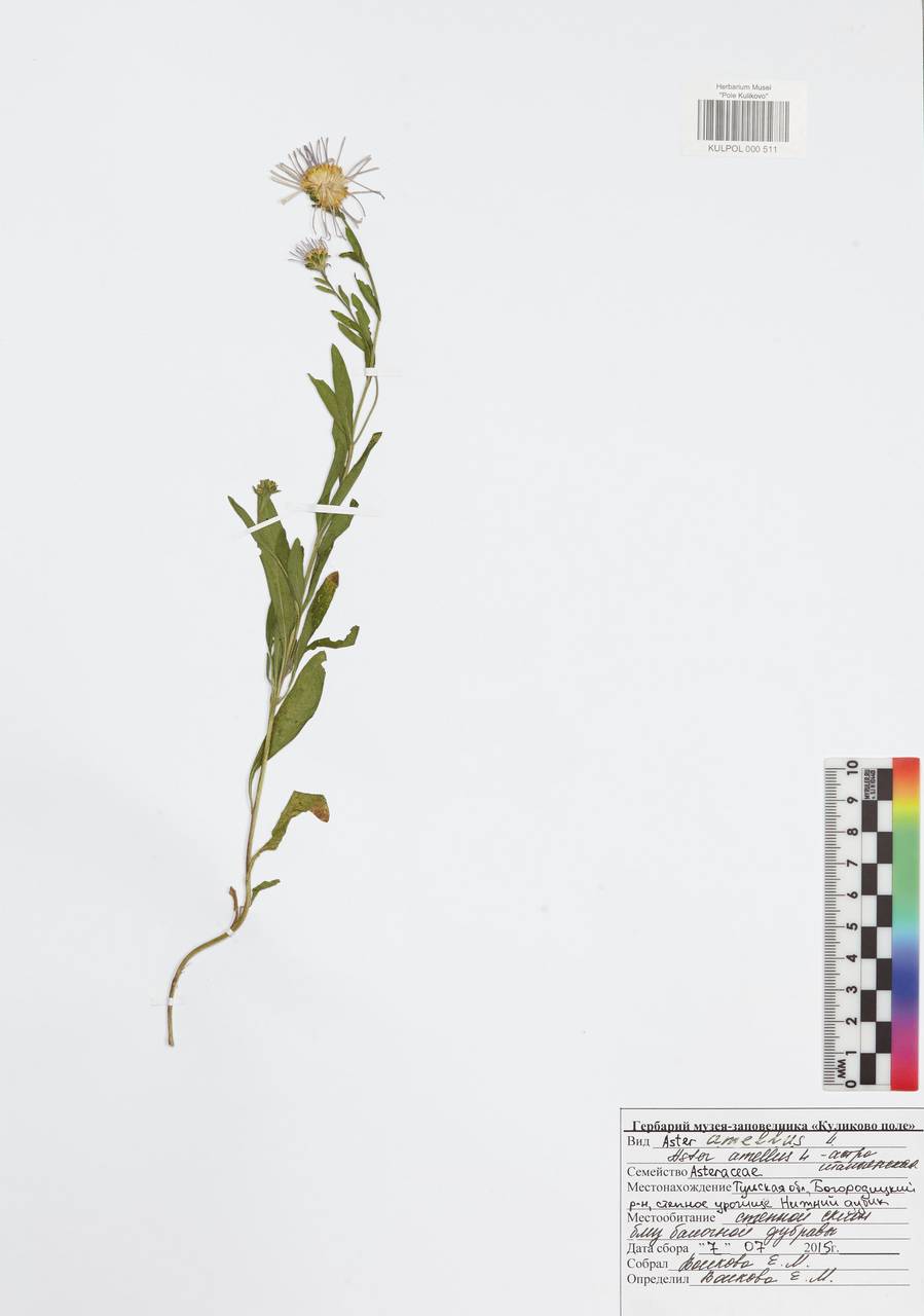 Aster amellus L., Eastern Europe, Central region (E4) (Russia)