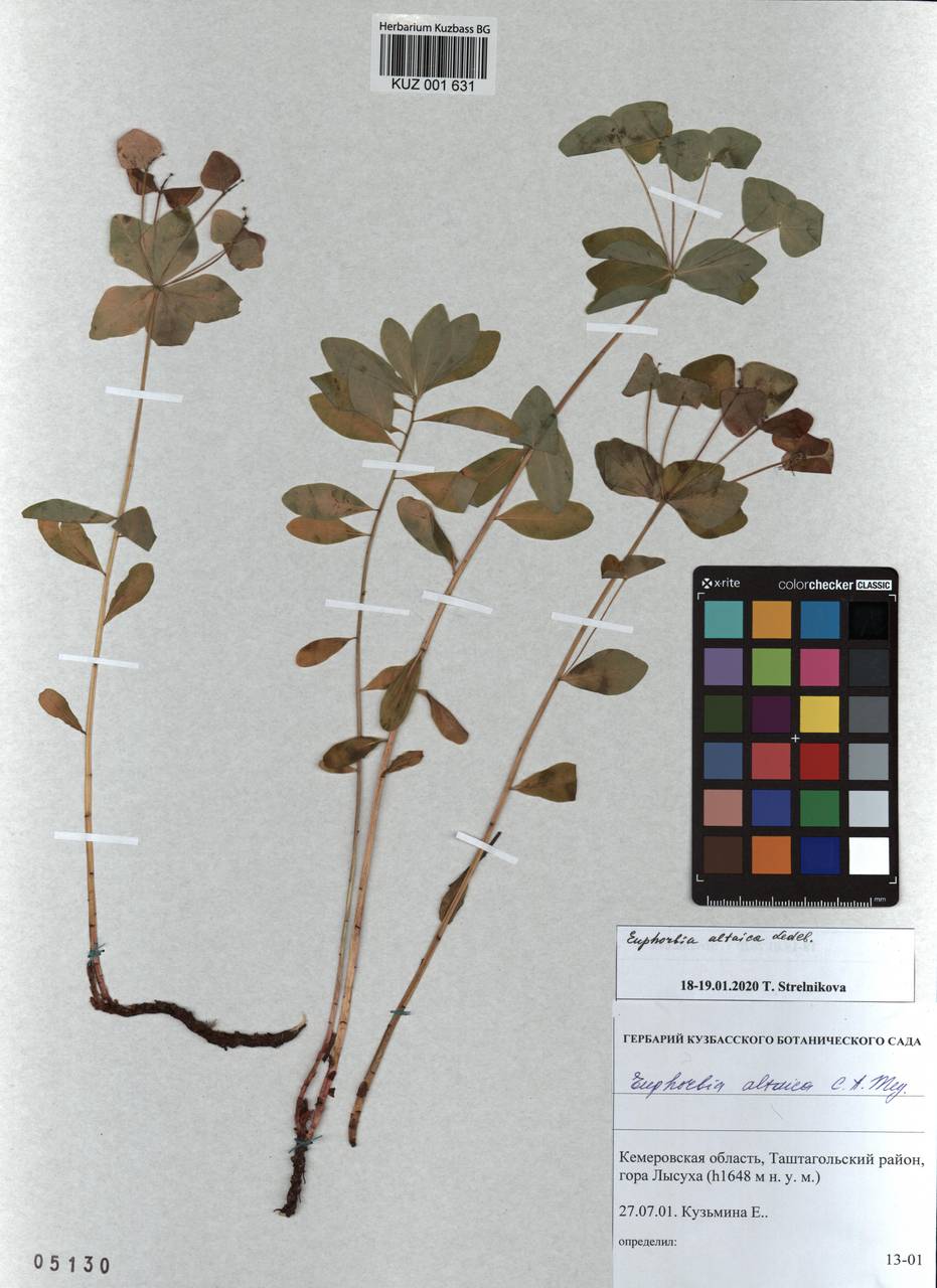 KUZ 001 631, Euphorbia altaica C.A.Mey. ex Ledeb., Siberia, Altai & Sayany Mountains (S2) (Russia)