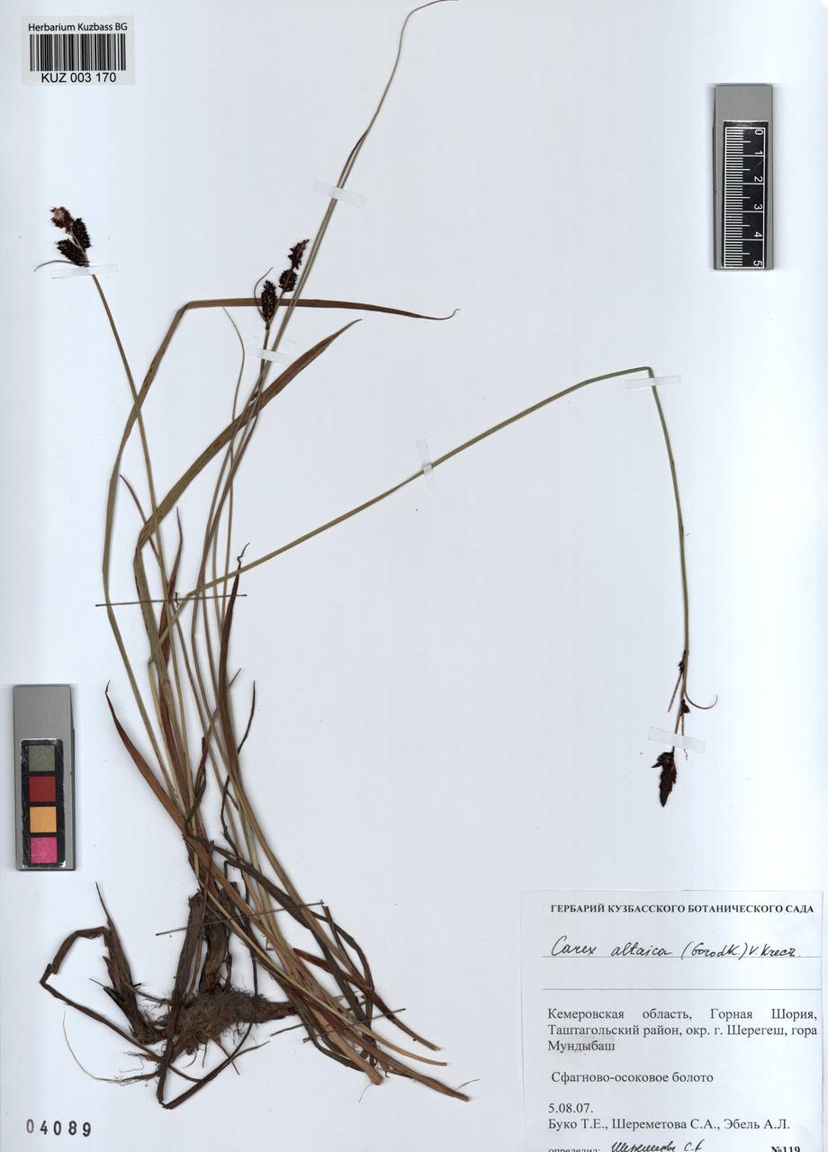 KUZ 003 170, Carex orbicularis Boott, Siberia, Altai & Sayany Mountains (S2) (Russia)