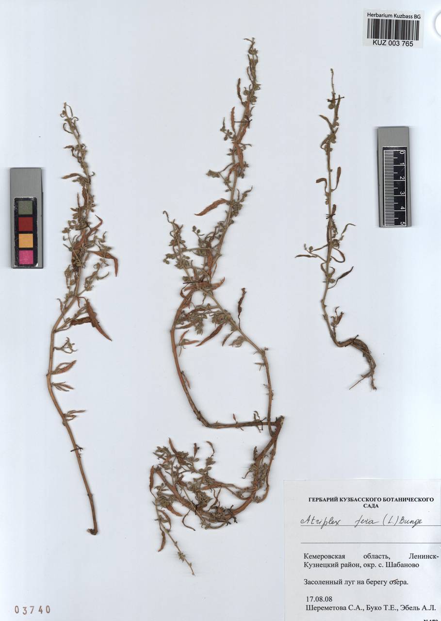 KUZ 003 765, Atriplex fera (L.) Bunge, Siberia, Altai & Sayany Mountains (S2) (Russia)