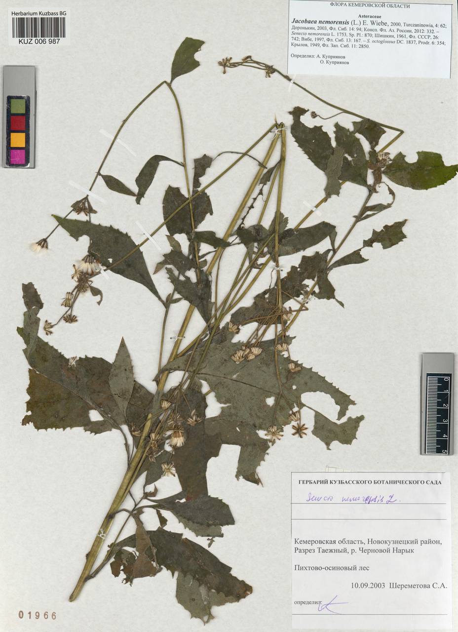 Senecio nemorensis subsp. nemorensis, Siberia, Altai & Sayany Mountains (S2) (Russia)