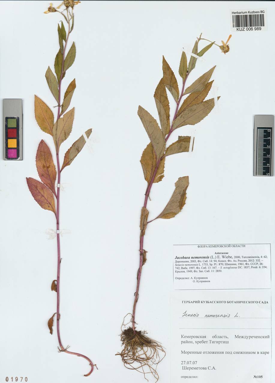 Senecio nemorensis subsp. nemorensis, Siberia, Altai & Sayany Mountains (S2) (Russia)