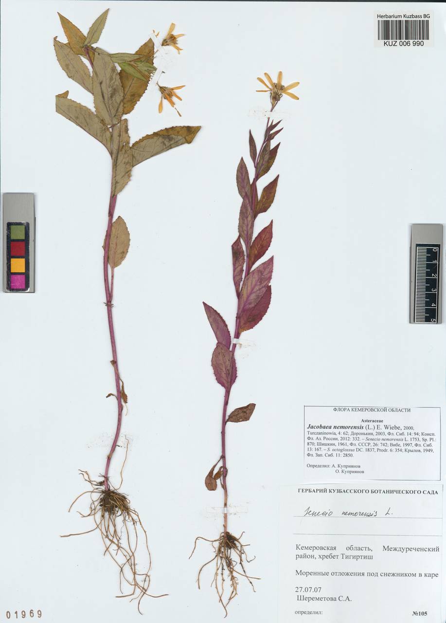 Senecio nemorensis subsp. nemorensis, Siberia, Altai & Sayany Mountains (S2) (Russia)