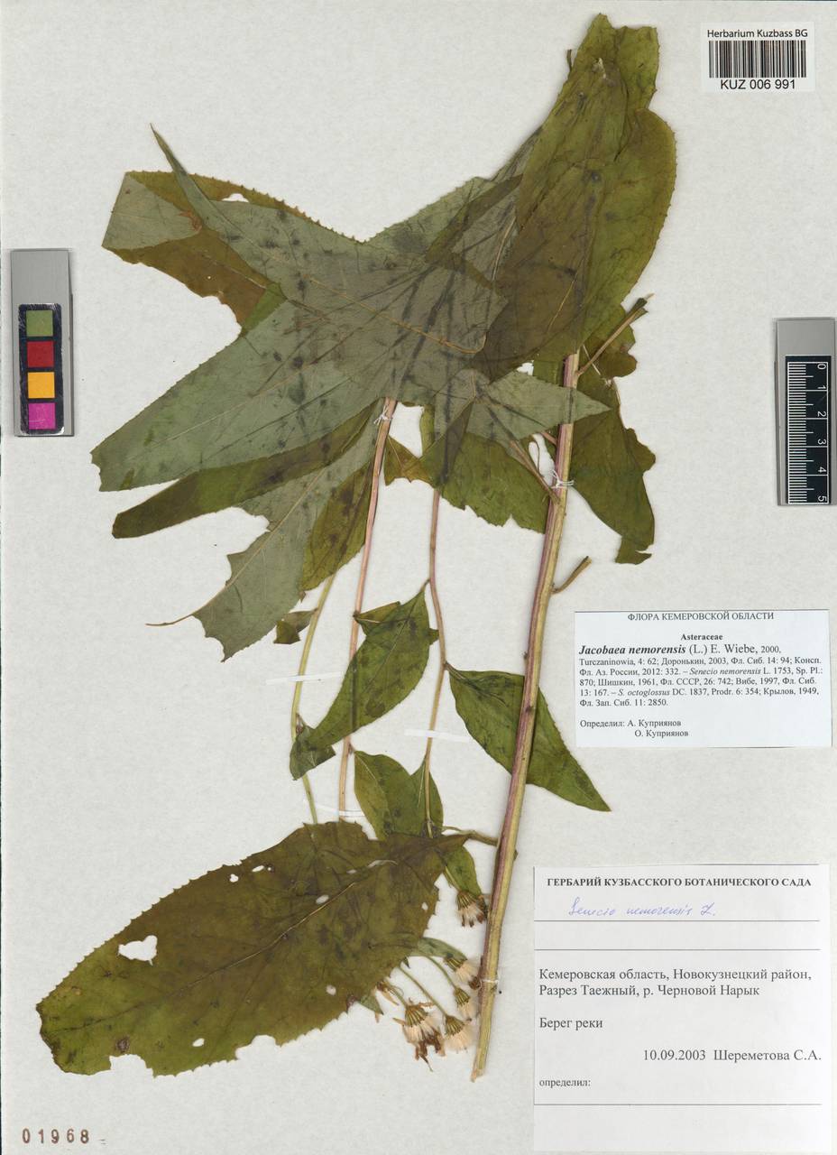 Senecio nemorensis subsp. nemorensis, Siberia, Altai & Sayany Mountains (S2) (Russia)