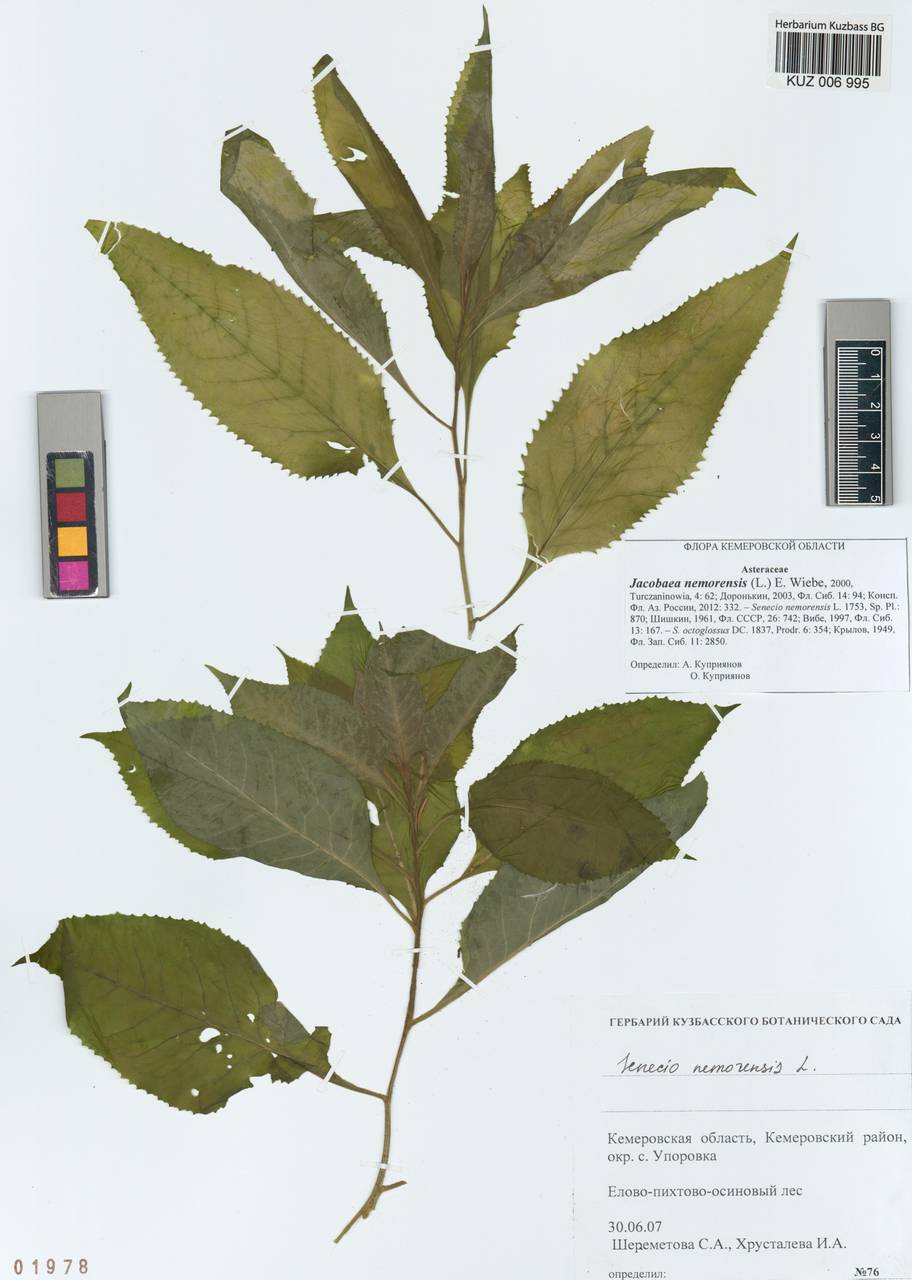 Senecio nemorensis subsp. nemorensis, Siberia, Altai & Sayany Mountains (S2) (Russia)