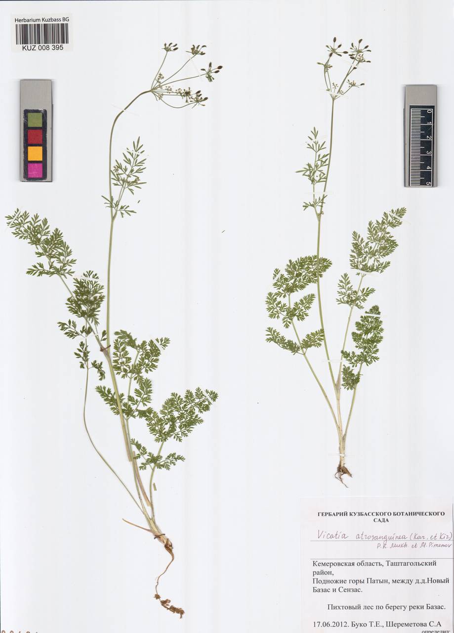 Vicatia atrosanguinea (Kar. & Kir.) P. K. Mukh. & Pimenov, Siberia, Altai & Sayany Mountains (S2) (Russia)