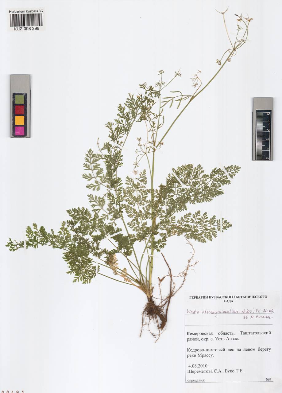 Vicatia atrosanguinea (Kar. & Kir.) P. K. Mukh. & Pimenov, Siberia, Altai & Sayany Mountains (S2) (Russia)