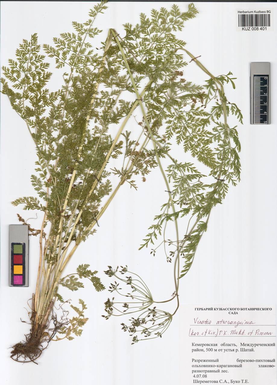 Vicatia atrosanguinea (Kar. & Kir.) P. K. Mukh. & Pimenov, Siberia, Altai & Sayany Mountains (S2) (Russia)