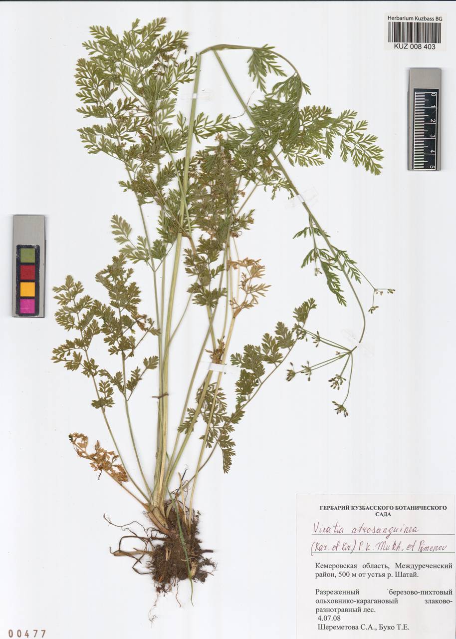 Vicatia atrosanguinea (Kar. & Kir.) P. K. Mukh. & Pimenov, Siberia, Altai & Sayany Mountains (S2) (Russia)