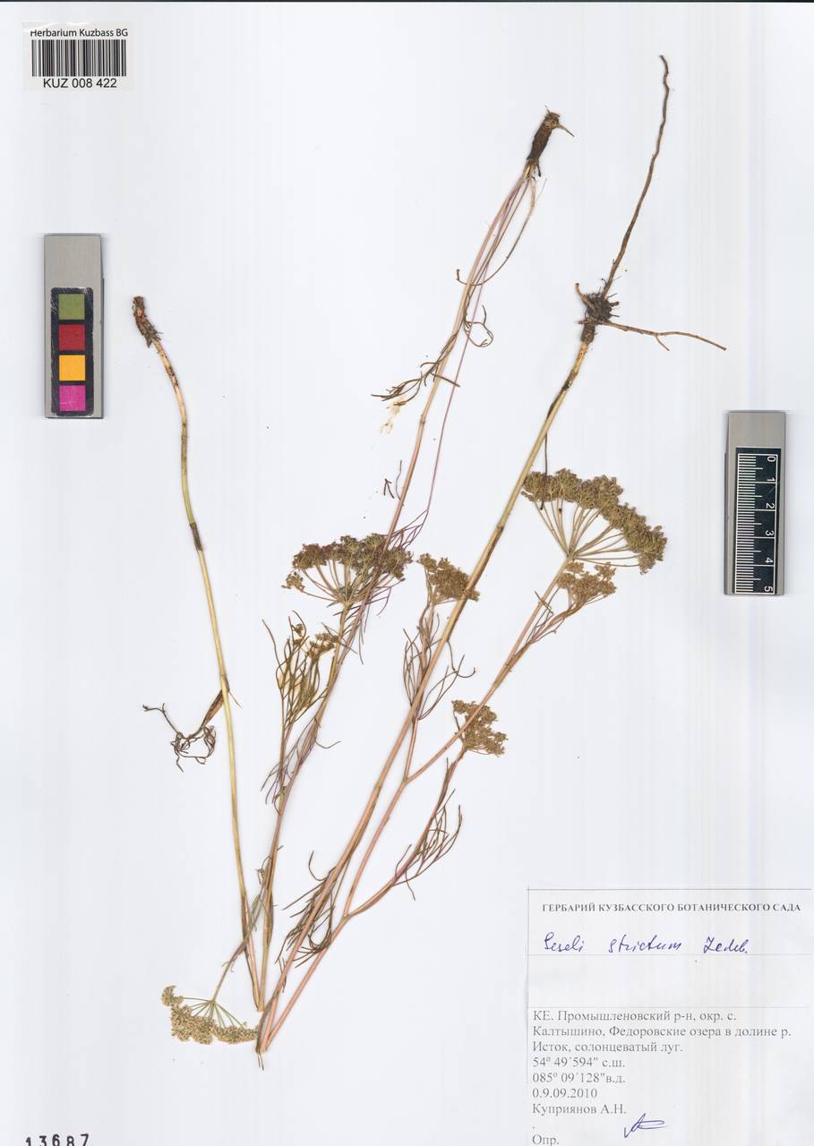 Seseli strictum Ledeb., Siberia, Altai & Sayany Mountains (S2) (Russia)