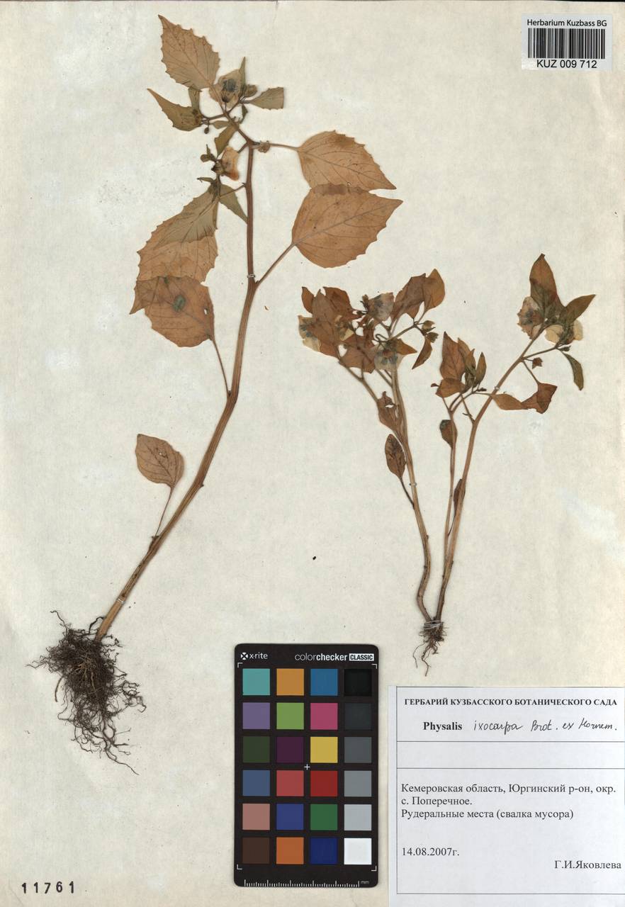 Physalis philadelphica subsp. ixocarpa (Brot. ex Hornem.) Sobr.-Vesp. & Sanz-Elorza, Siberia, Altai & Sayany Mountains (S2) (Russia)