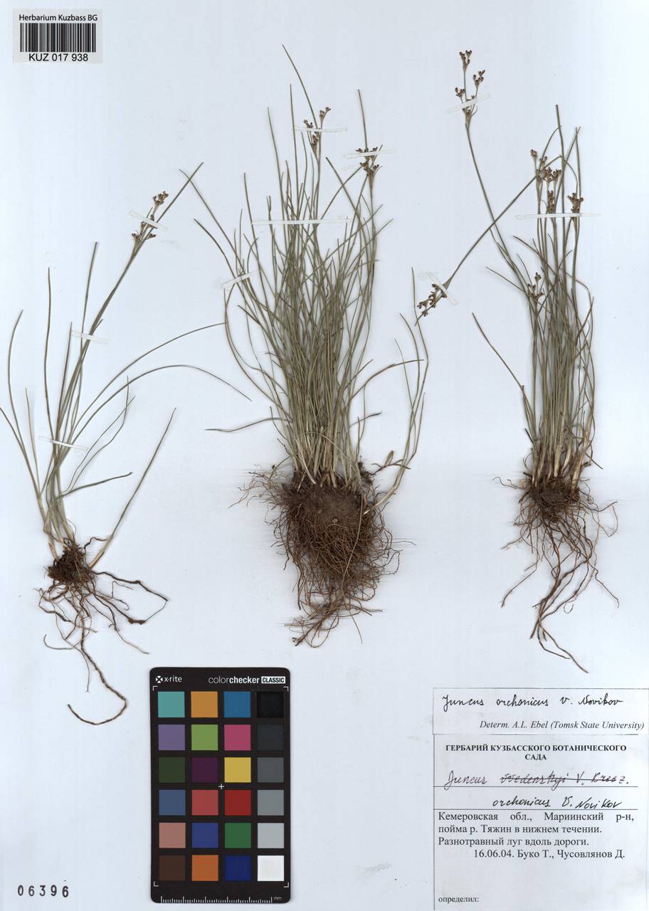 Juncus orchonicus Novikov, Siberia, Altai & Sayany Mountains (S2) (Russia)