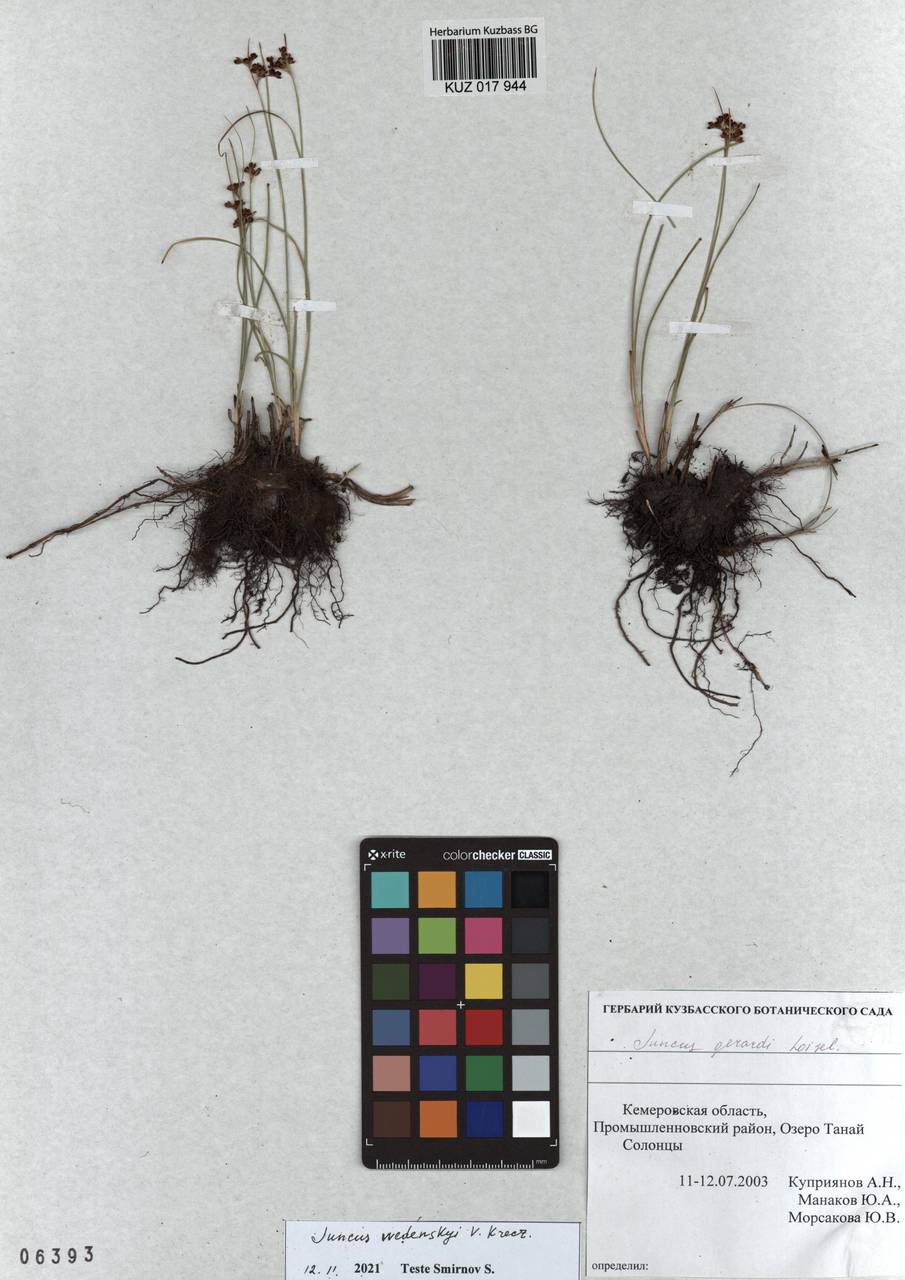 Juncus persicus subsp. libanoticus (Thiébaut) Novikov & Snogerup, Siberia, Altai & Sayany Mountains (S2) (Russia)